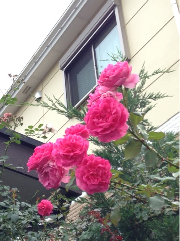 7月1日撮影。夏バラが咲き出しました。