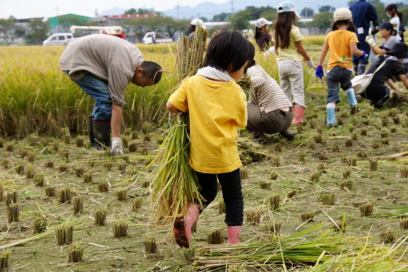 10月稲刈り 稲刈りは、カマを使い、お子様でも、 ご両親の付き添いがあれば、”できる”作業です