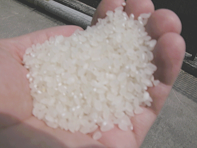 10月：新米 玄米を精米し、白米にし、完成です 精米仕立ては、美味しいですよ