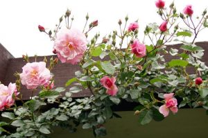 「メルヘンランド」が見頃を迎えています。