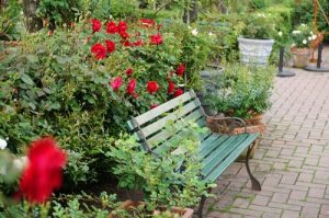 「コモドーレ」が見頃を迎えています。