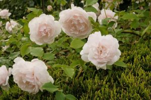 「マダムアルファレッドキャリエール」が見頃を迎えています。