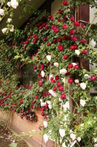 「カーディナルヒューム」が見頃を迎えています。