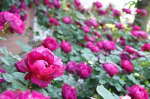 「カーディナルヒューム」が見頃を迎えています。