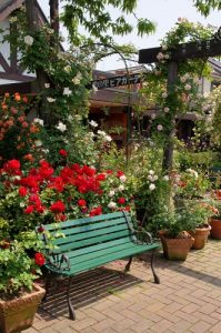 フェリシア」が見頃を迎えてます。