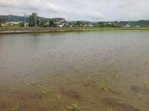 栗の里　田植え2014