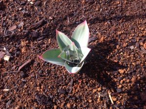 ギガンチュームの芽吹き