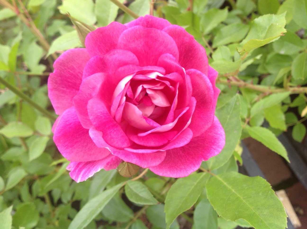 4月30日撮影 バラ開花情報 レストラン栗の里 ローズガーデン