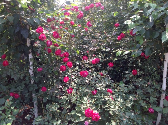 赤い名作「グルスアンテプリッツ」の開花が順調です♪