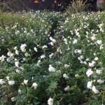 純白の名花、アイスバーグ群生エリア
