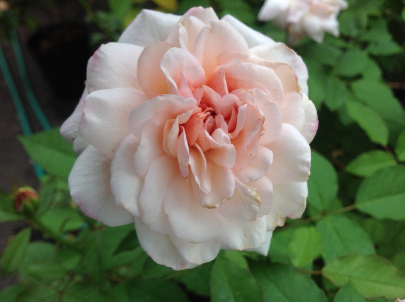 9月13日撮影 秋バラ続々開花中 レストラン栗の里 ローズガーデン