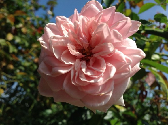 アウェイクニング♪よく咲き、美しいピンクバラ♪