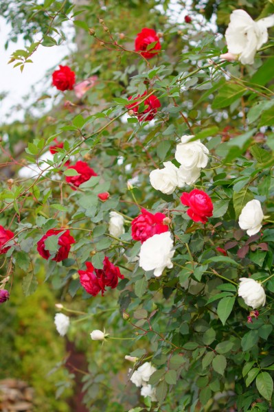 赤と白のバラが特に綺麗に鑑賞できるシーズンです♪