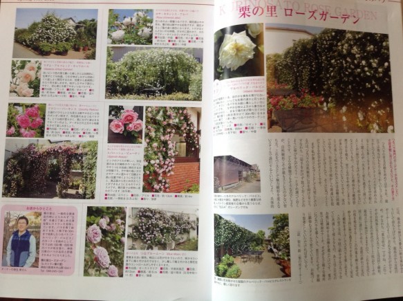 春：神奈川のバラの名所として紹介されました！
